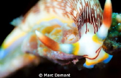 A bright smiling face! Nudibranch perched on ledge just a... by Marc Damant 